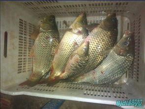 上岸的鱼,探寻“上岸的鱼”的奋斗之路